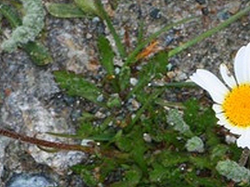 Leucanthemum sp.